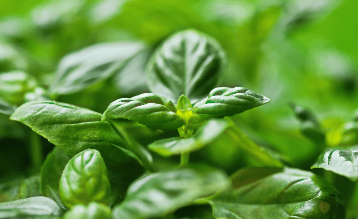 basil plant closeup