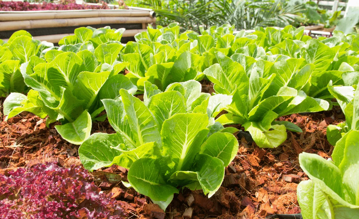 Lettuce closeup