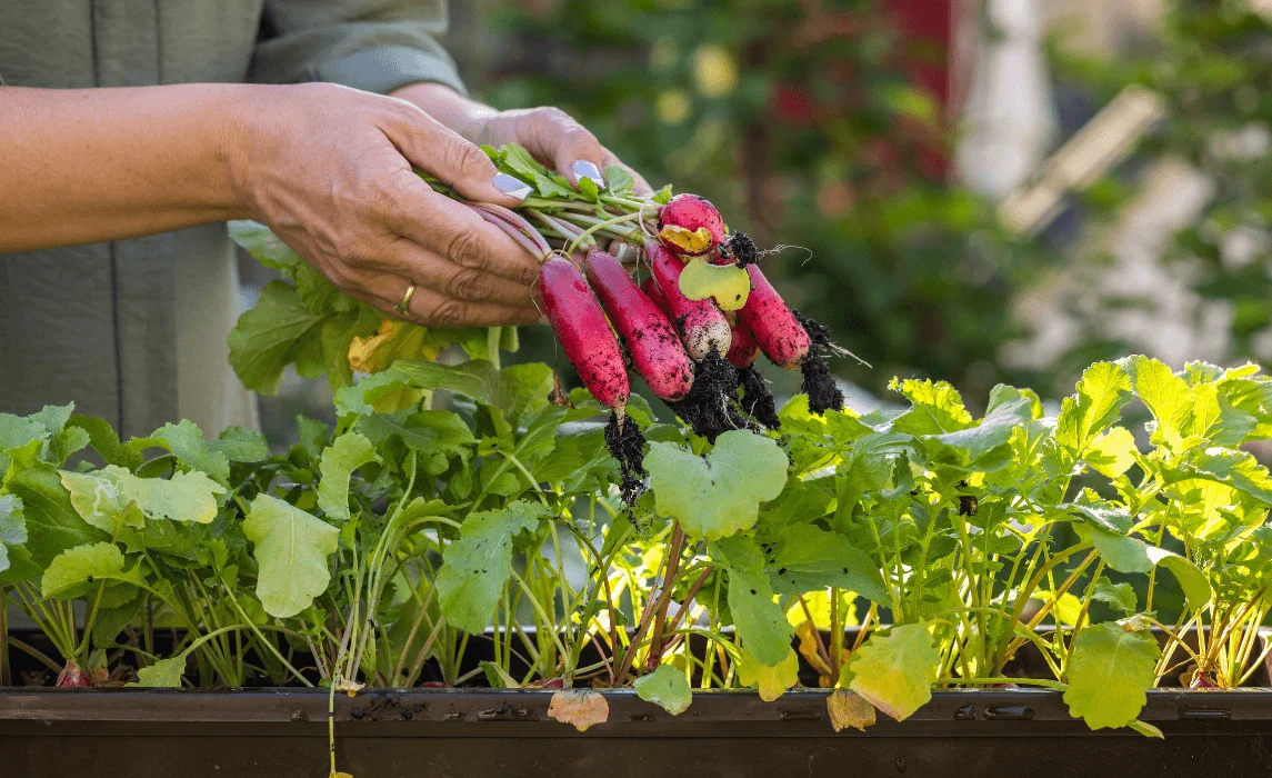 Radish closeup