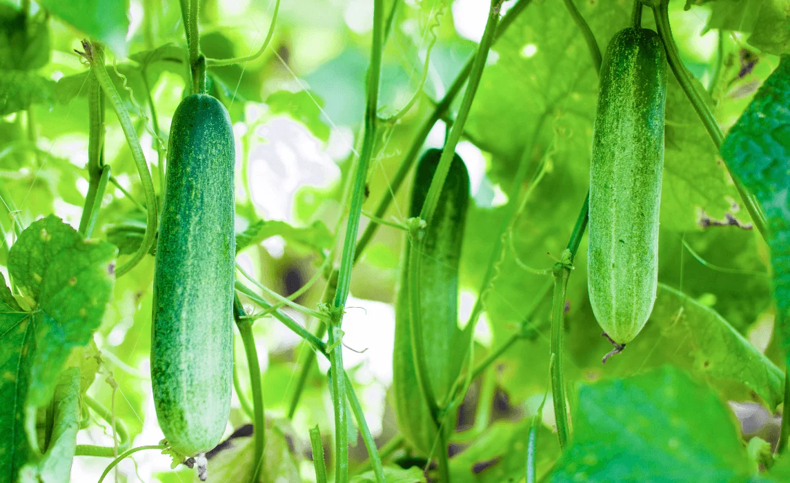 Cucumber closeup