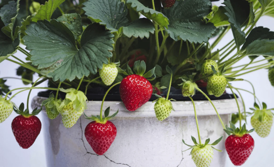 Strawberry closeup
