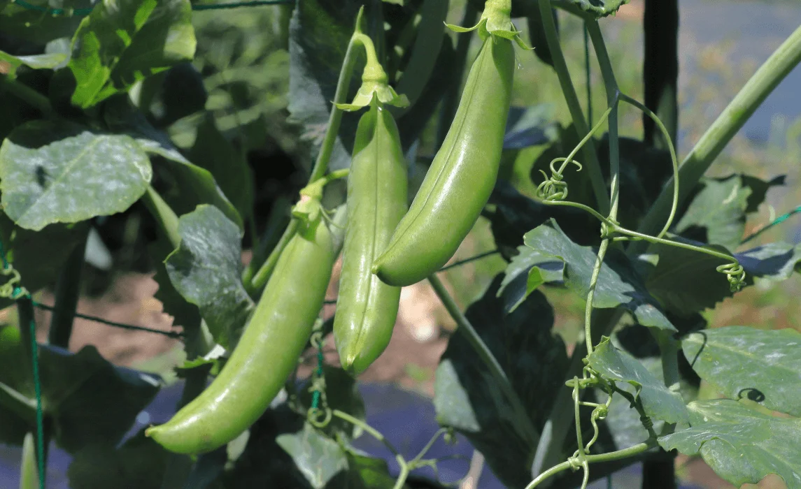 Snap Peas closeup