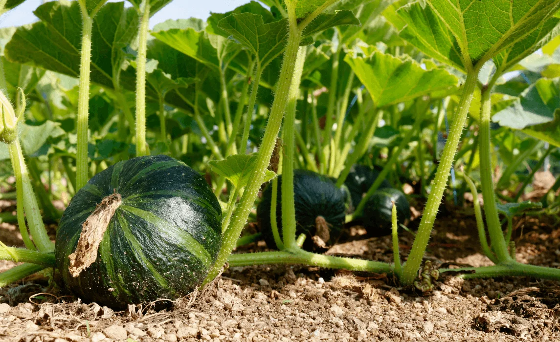 Squash closeup