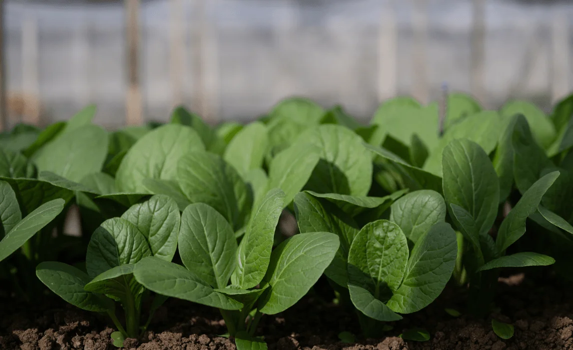 Kale and Mustard Greens closeup