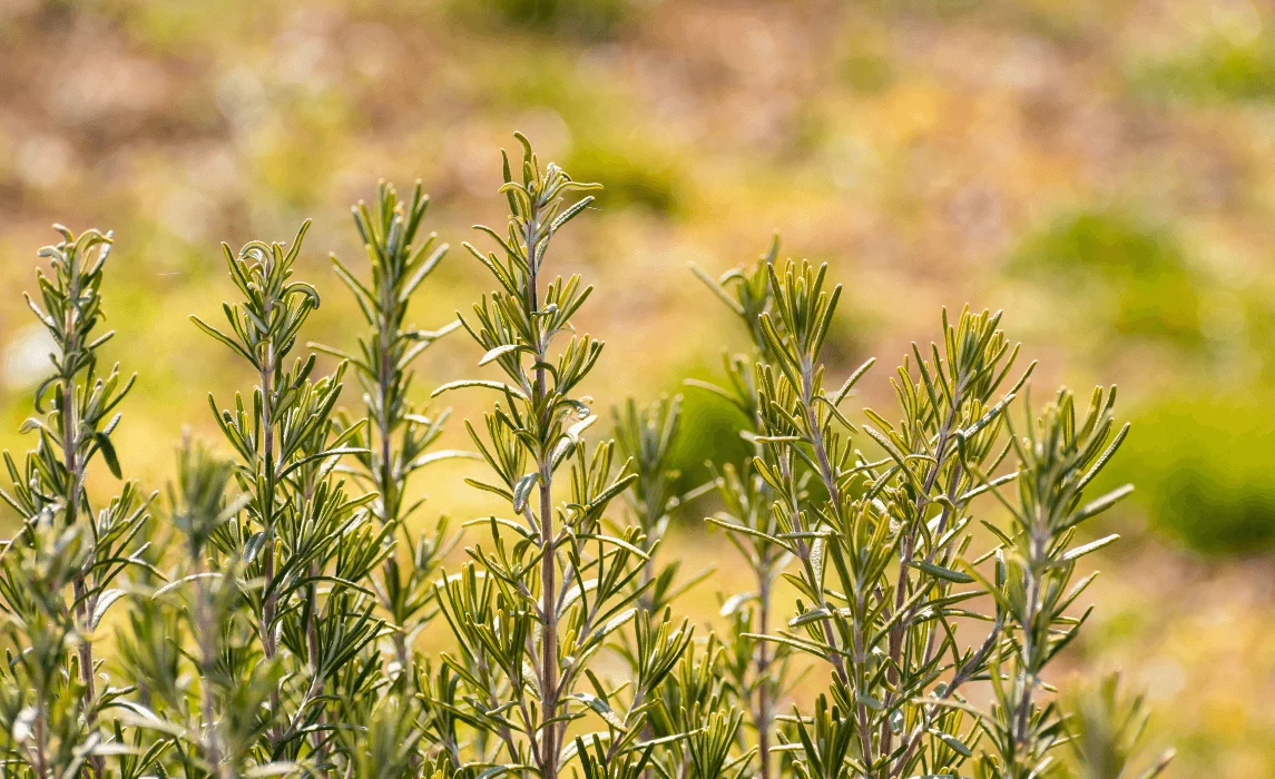Rosemary closeup