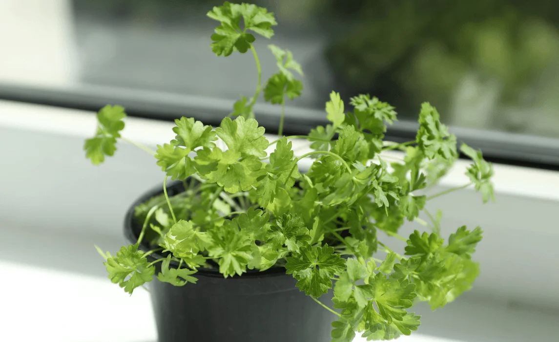 Parsley closeup