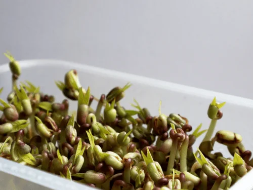 How to Grow Mung Beans at Home for Fresh Mung Bean Sprouts