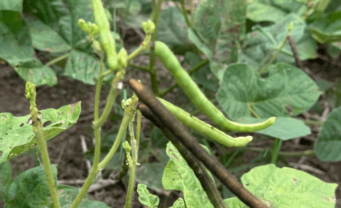 How to Grow Mung Beans at Home for Fresh Mung Bean Sprouts