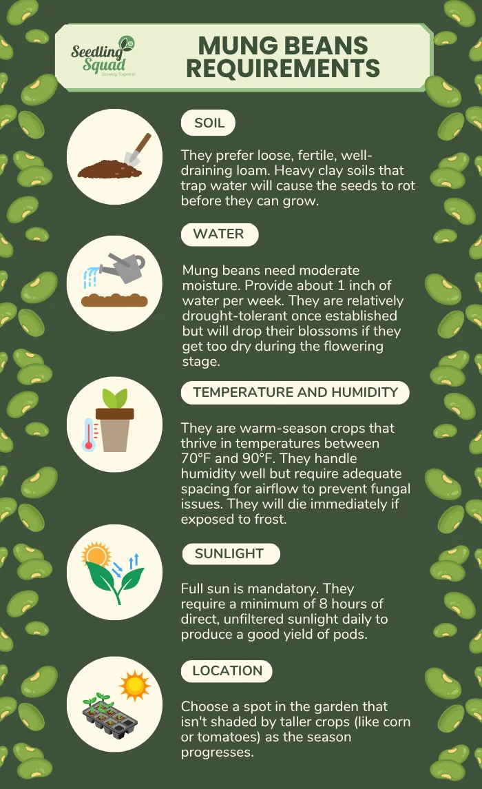 Mung Beans Requirements infographic