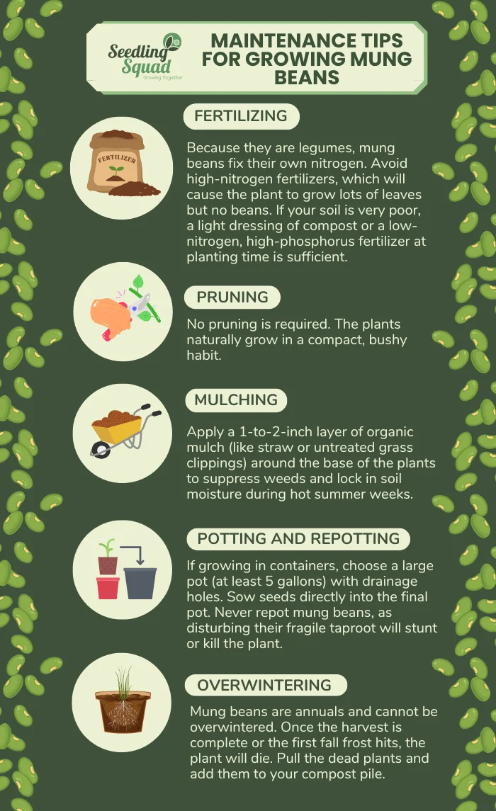Maintenance Tips for Growing Mung Beans infographic