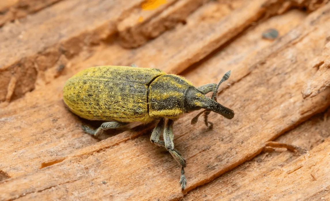 Bean Weevils closeup