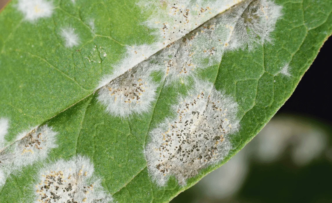 ‍Powdery Mildew closeup