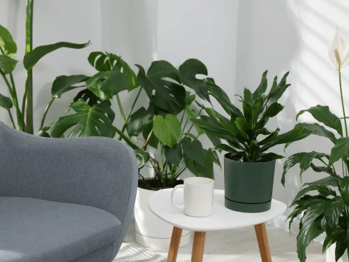 10 Tips to Start an Indoor Garden