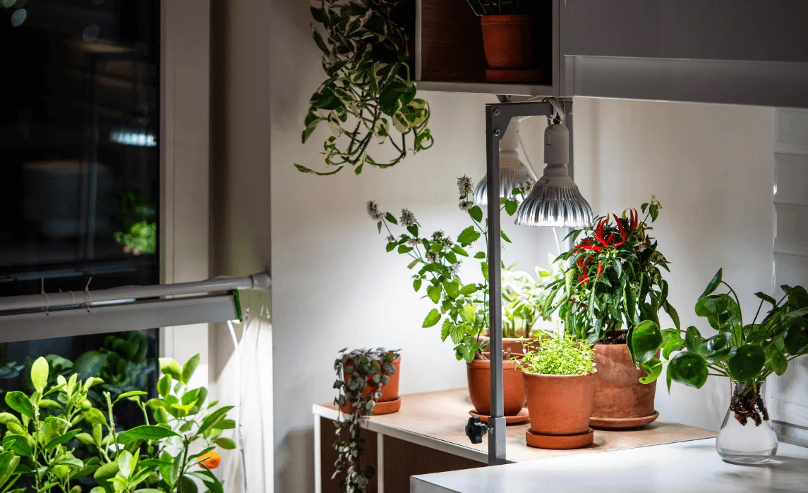 grow light indoors with plants