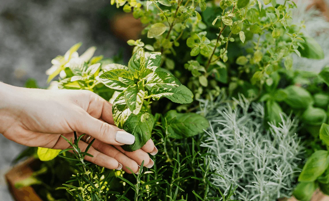 indoor herb garden