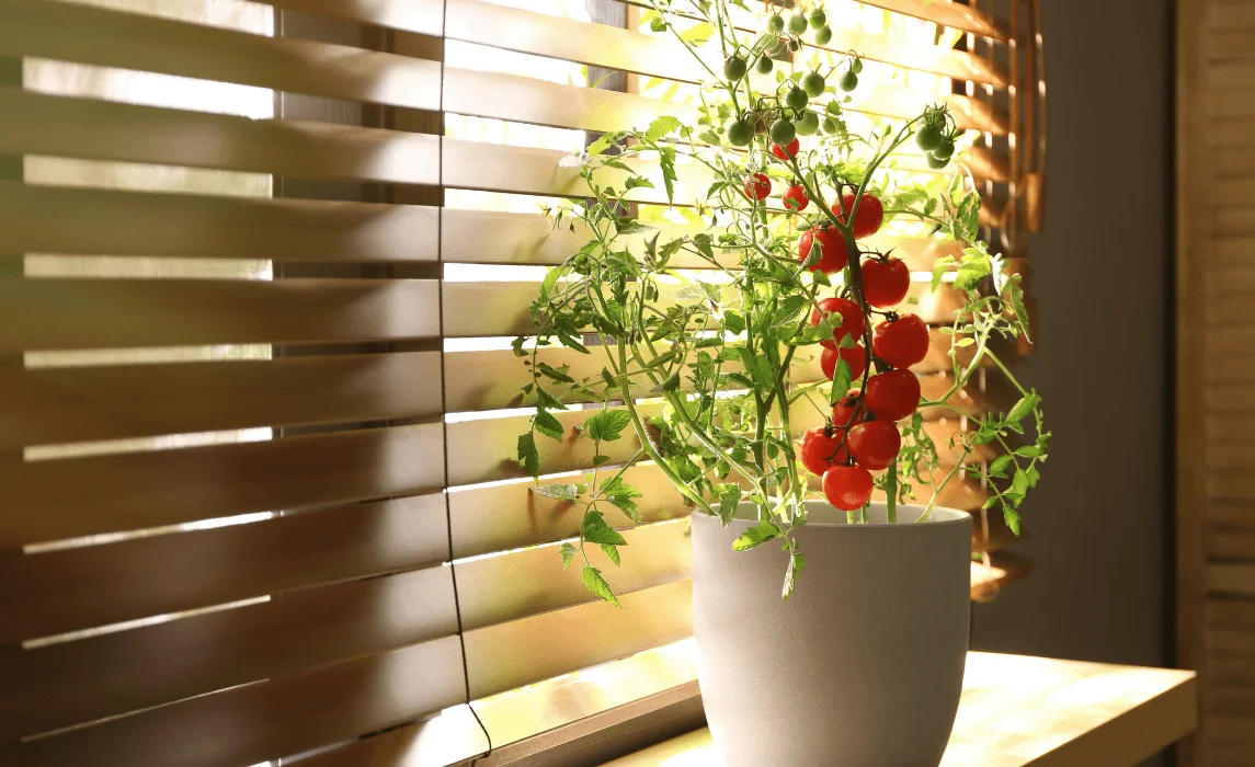 plants indoors by the windowsill