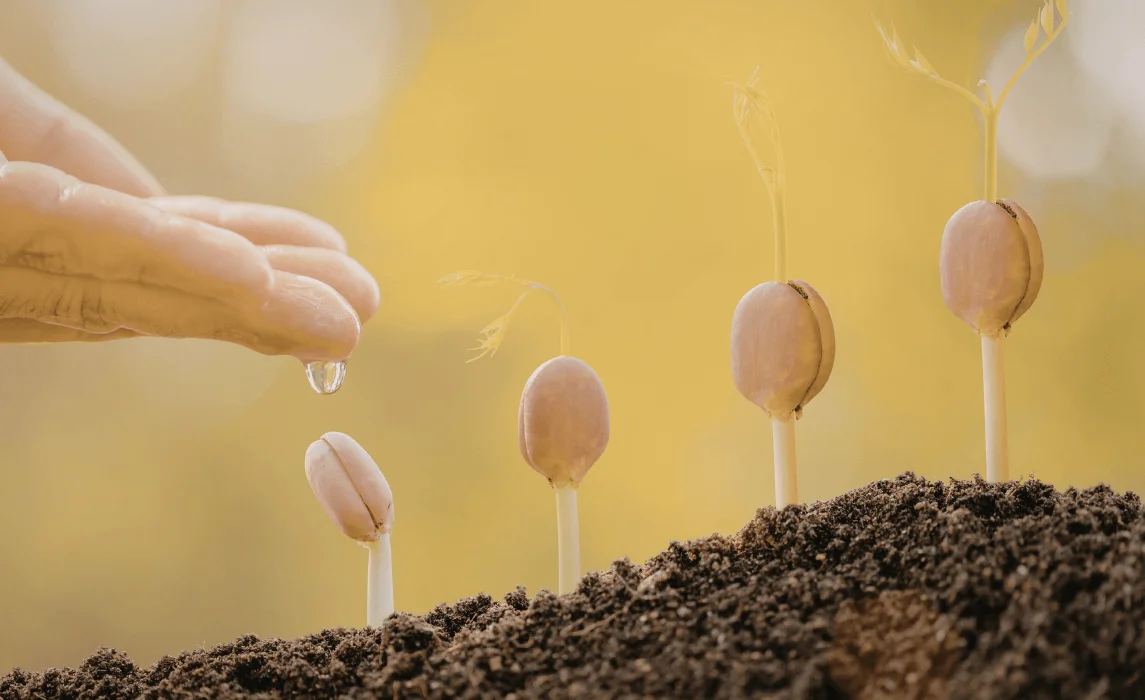 closeup of plants sprouting from the ground