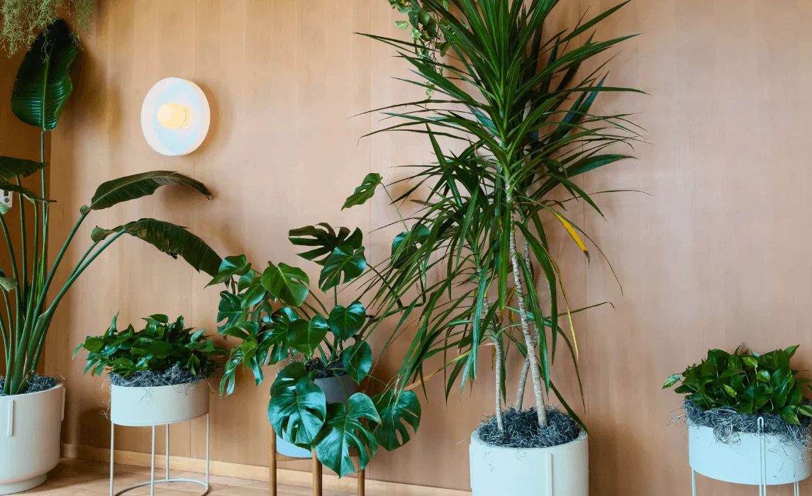 10 Tips to Start an Indoor Garden
