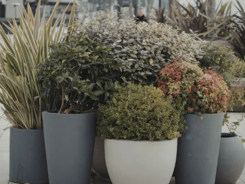 The Best Outdoor Foliage Plants For A Shady Container Garden Design