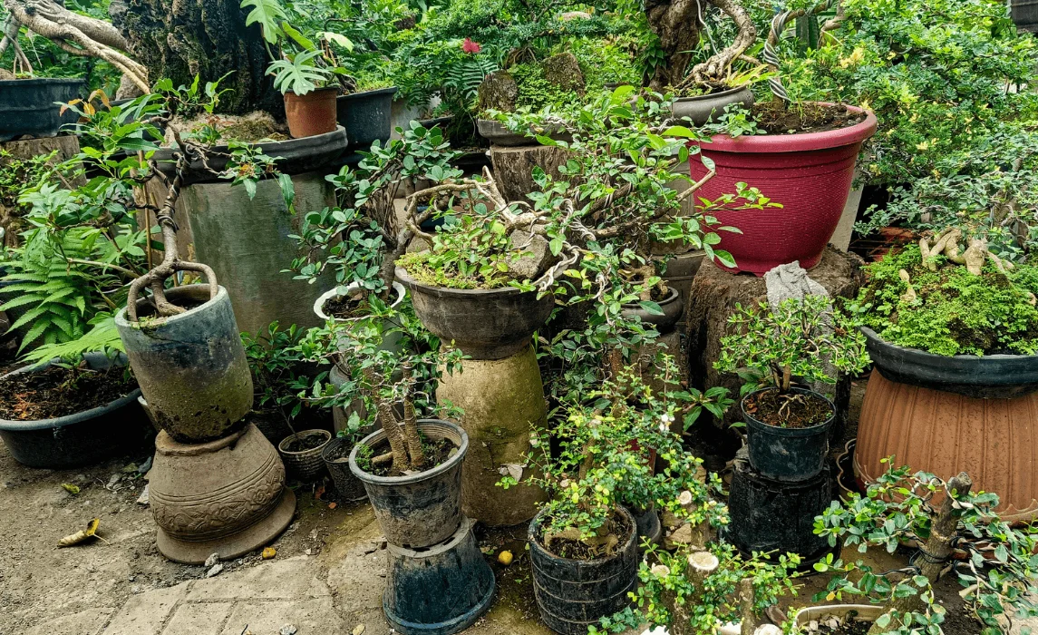 The Best Outdoor Foliage Plants For A Shady Container Garden Design
