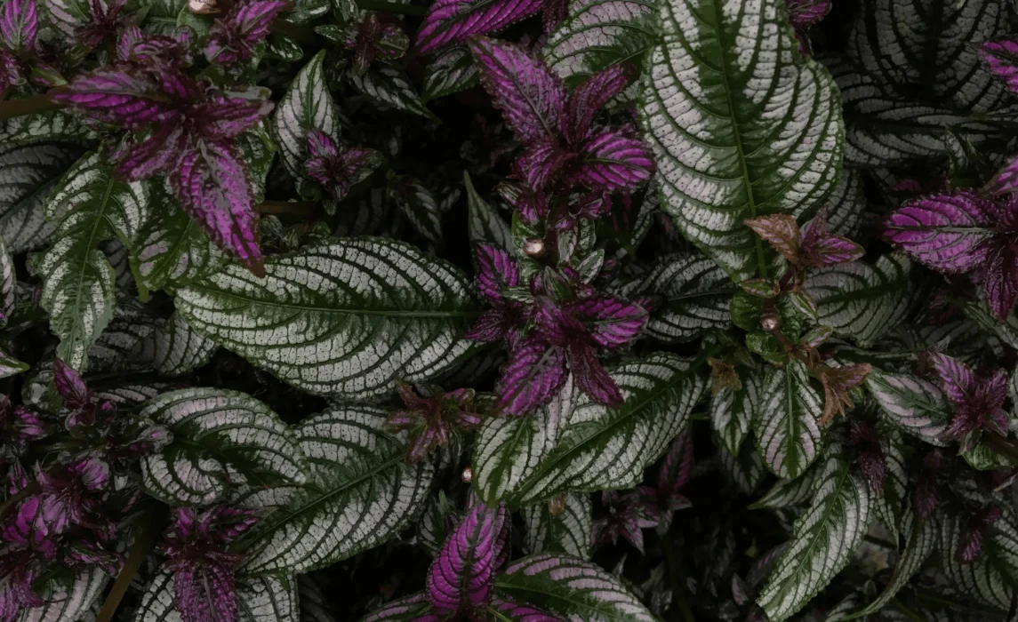 Persian Shield (Strobilanthes dyerianus)