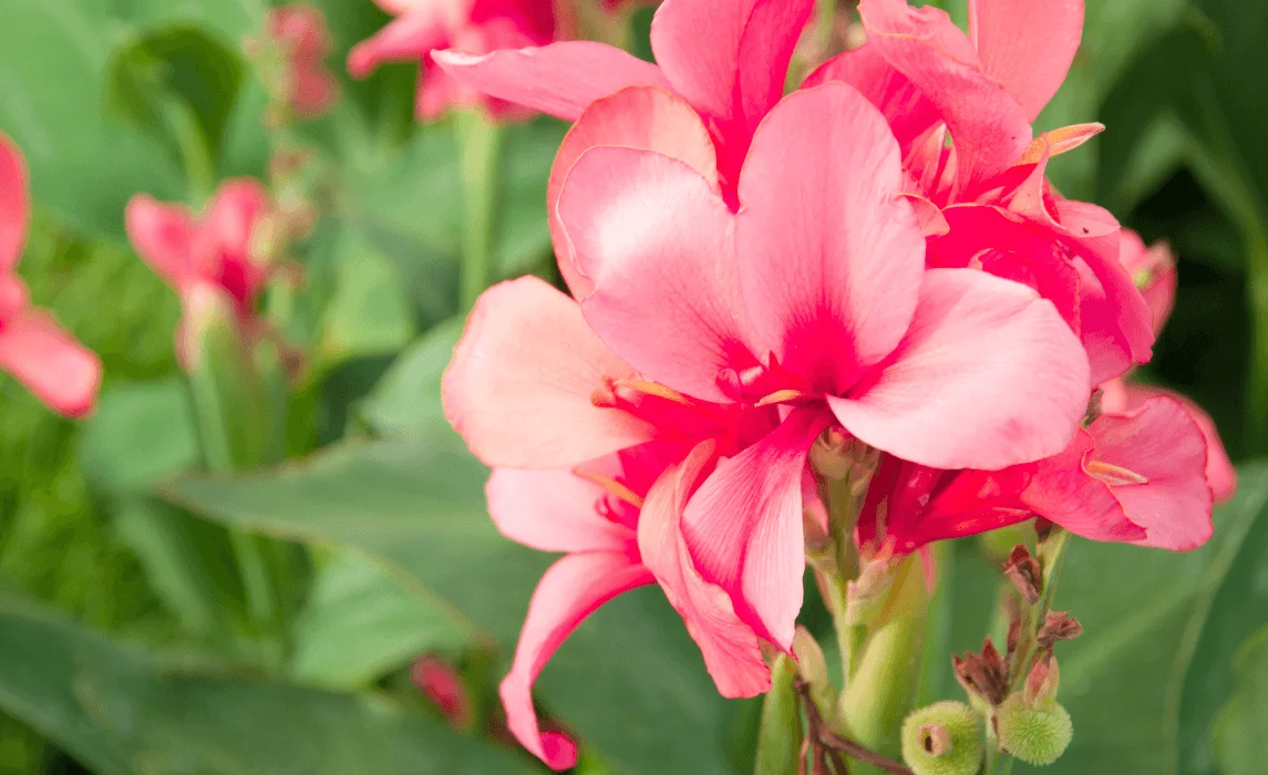 Canna Lily (Canna spp.)
