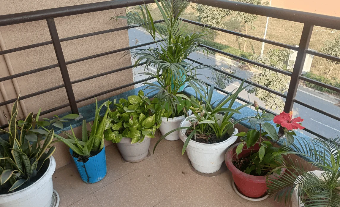 A Simple Beginner Tip for Your Balcony Garden