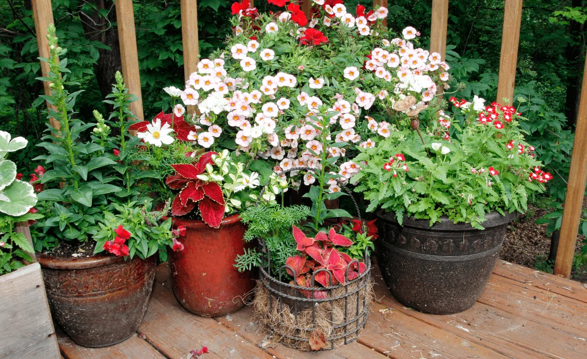 flowers grouped together in pots