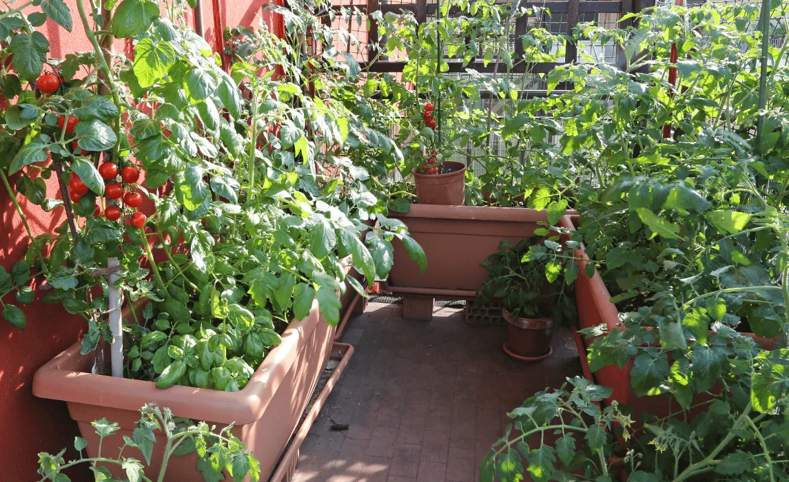 a number of vegetable plants on a balcony
