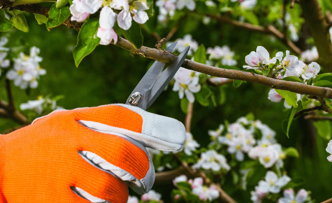 closeup of hand holding shears pruning stem