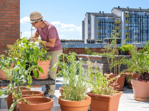 Types Of Rooftop Garden Design And Roof Garden Ideas For Your Terrace