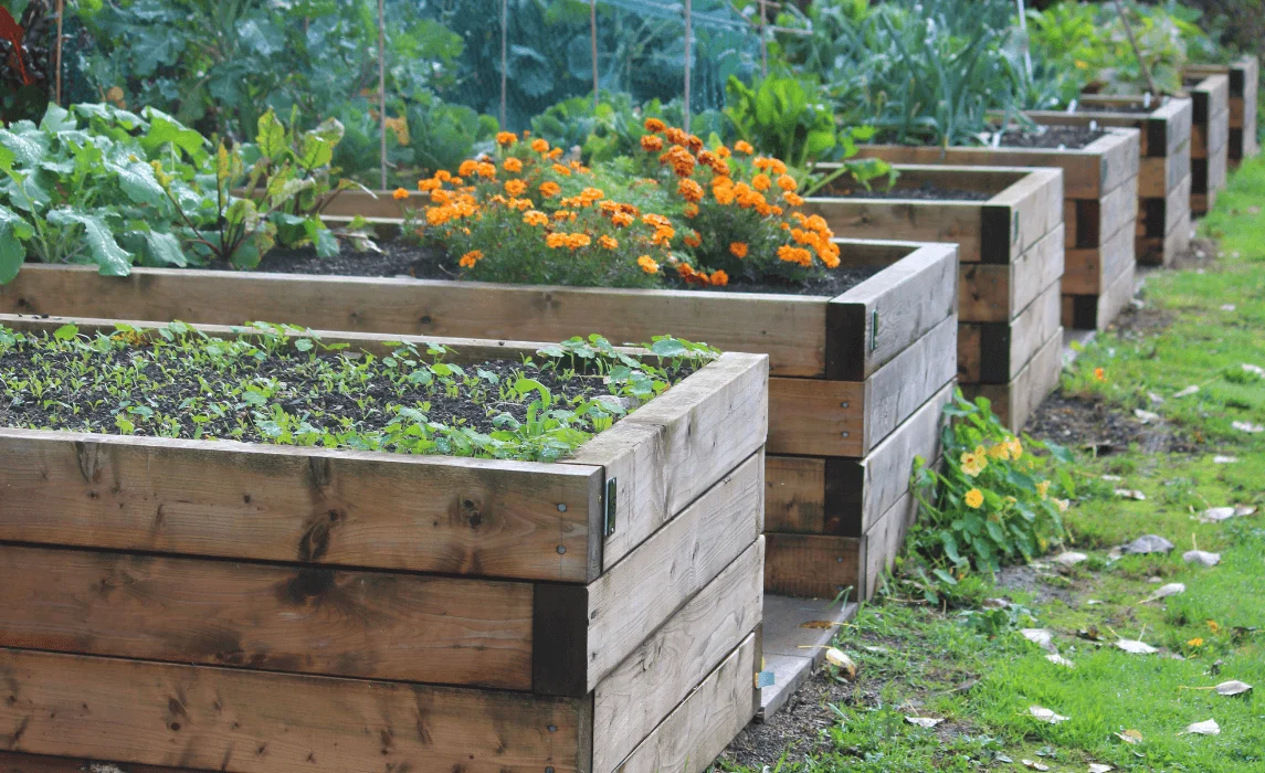 The Raised Bed Rooftop Vegetable Patch