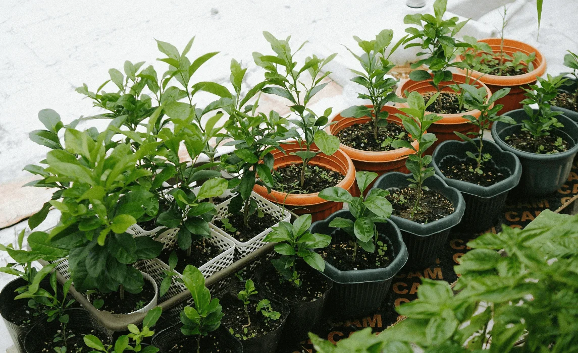 The Pest-Managed Small Garden