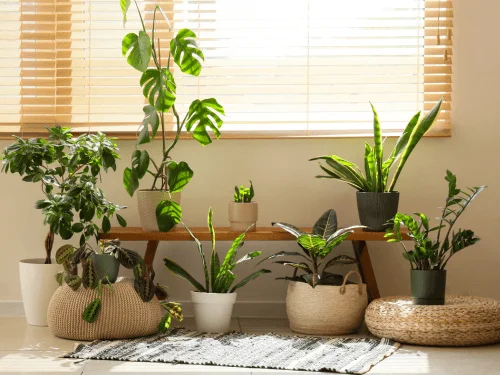 How to Grow and Care for Easy Houseplants