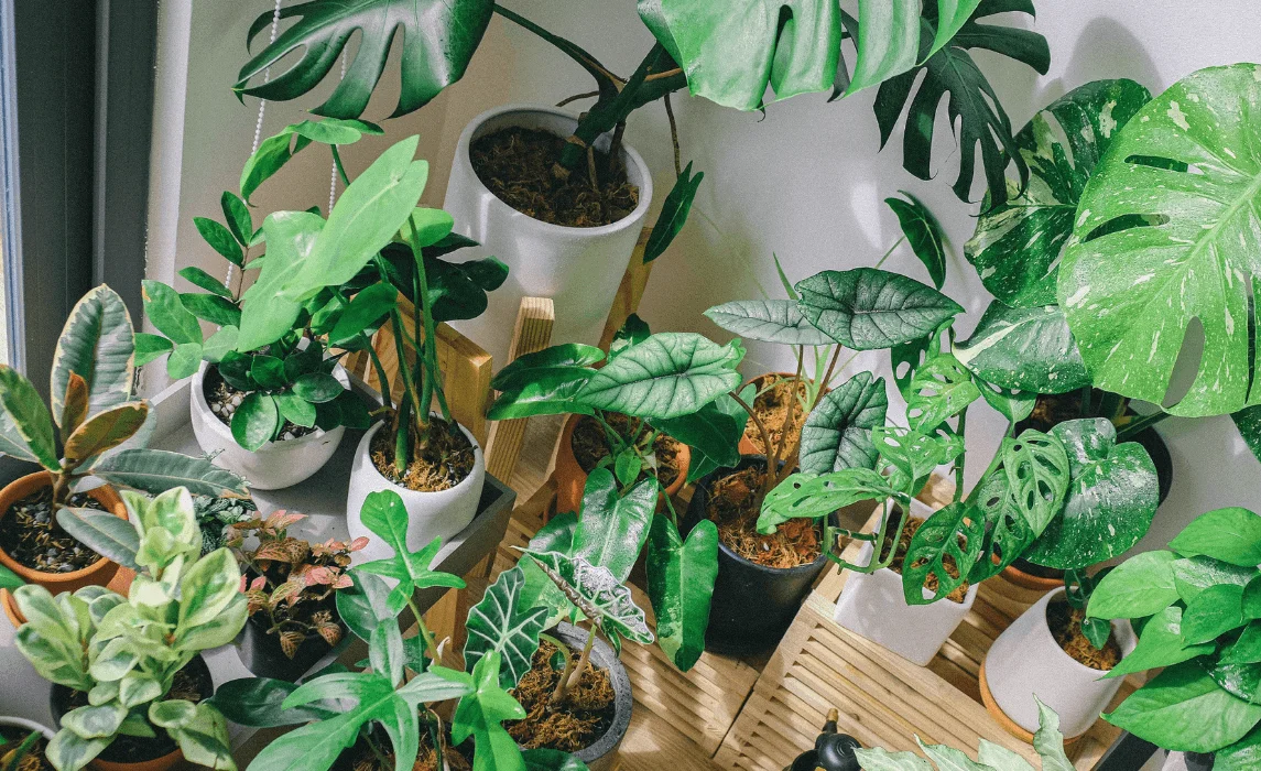 How to Grow and Care for Easy Houseplants