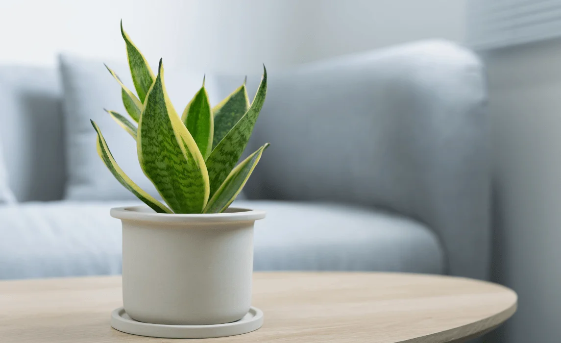 Snake Plant (Sansevieria trifasciata)