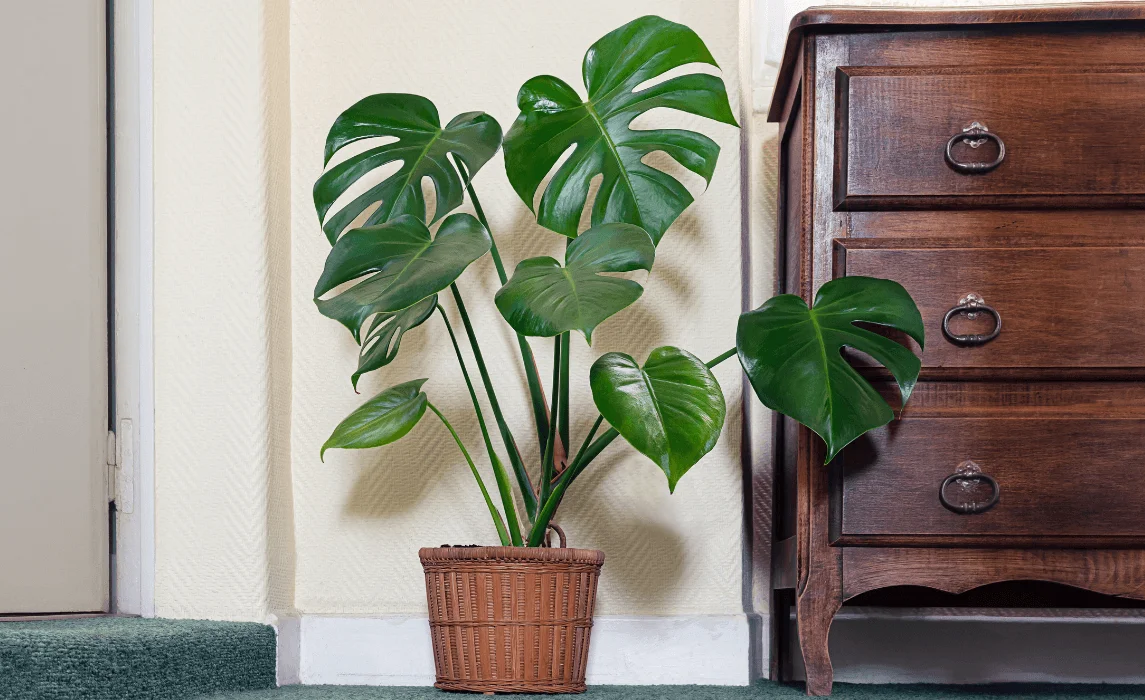 Monstera Deliciosa