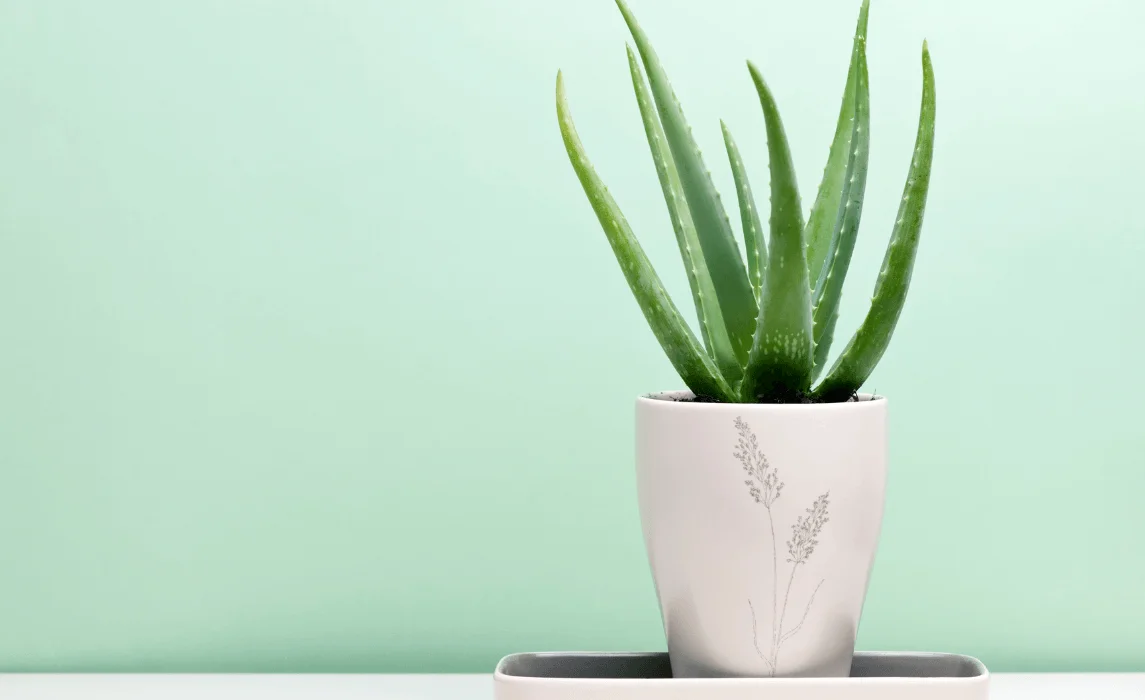 Aloe Vera (Aloe barbadensis)