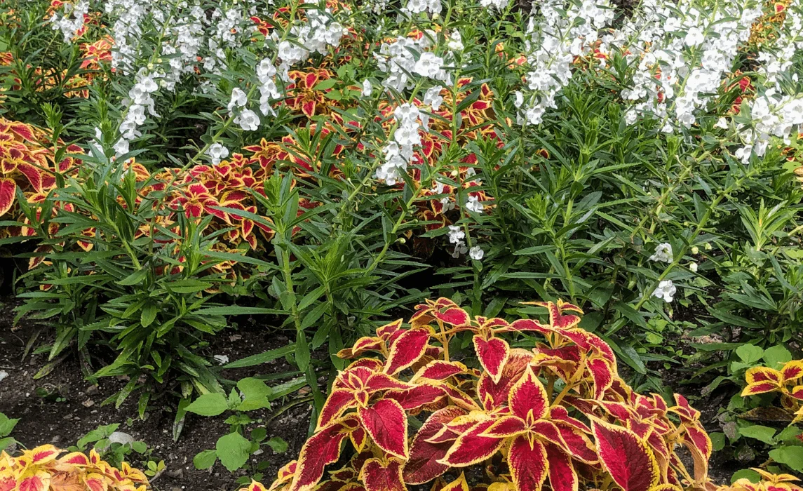layered plants in garden
