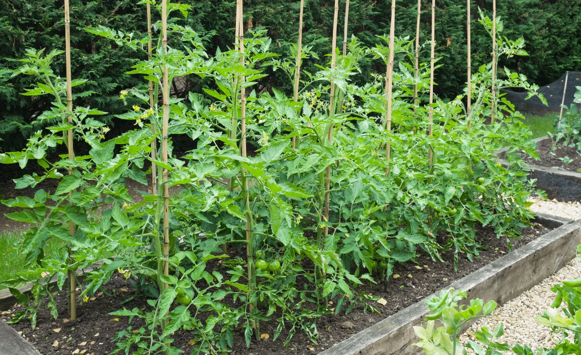 a bunch of climbing plants