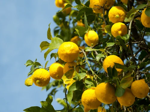 How to Grow a Lemon Tree from Seed at Home