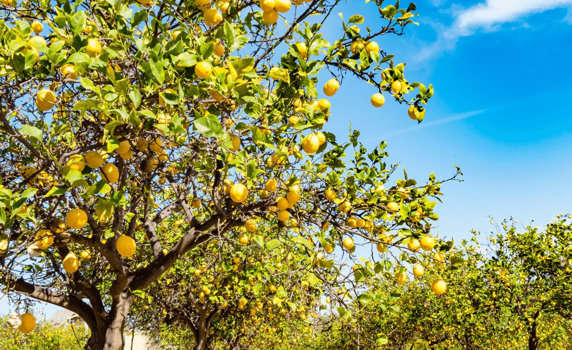 How to Grow a Lemon Tree from Seed at Home