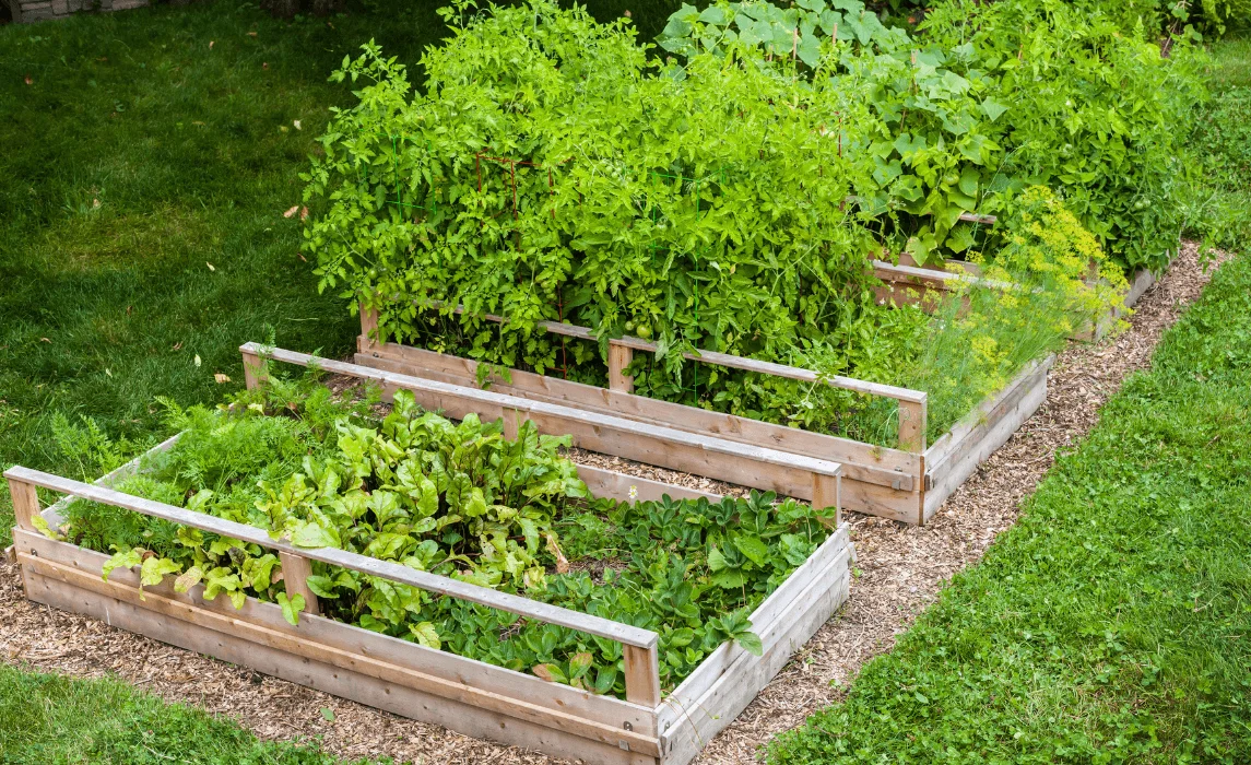 Raised Bed Vegetable Garden Idea for a Small Backyard Space