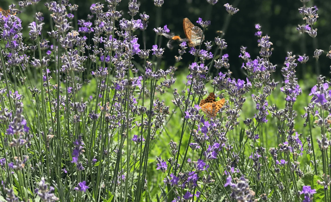 Pollinator-Friendly Garden to Attract Bees and Butterflies