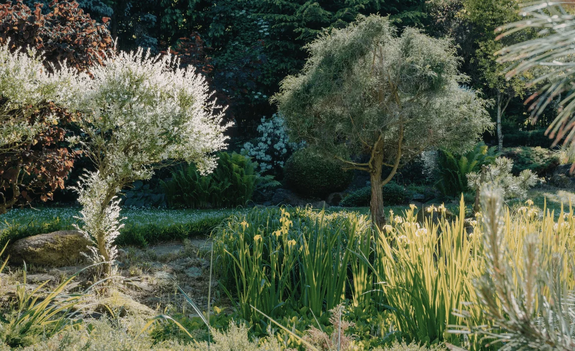 Edible Backyard Food Forest with Small Trees