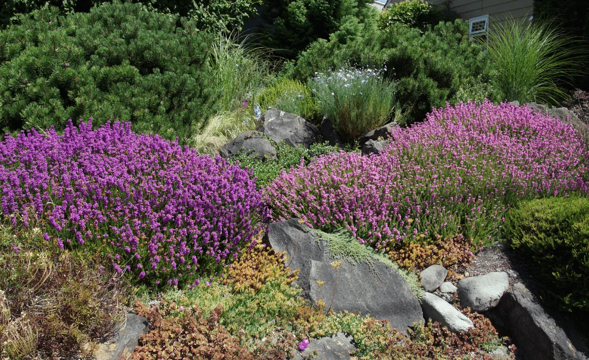 Mediterranean Drought Tolerant Garden Design