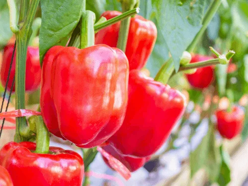 Garden Planting Guide to Growing Bell Peppers