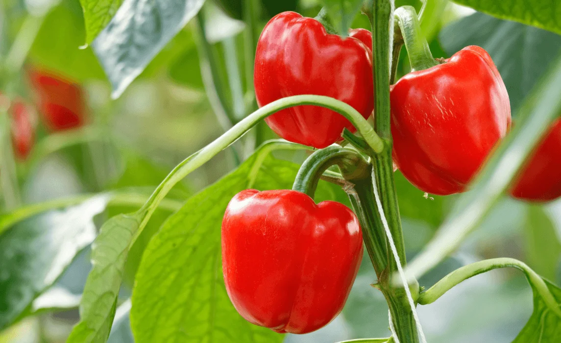 Garden Planting Guide to Growing Bell Peppers