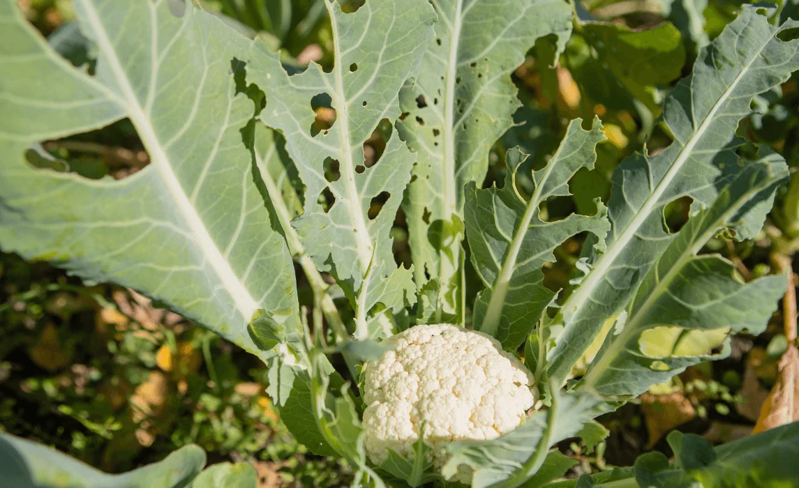 Common Plant Diseases and Disease Prevention