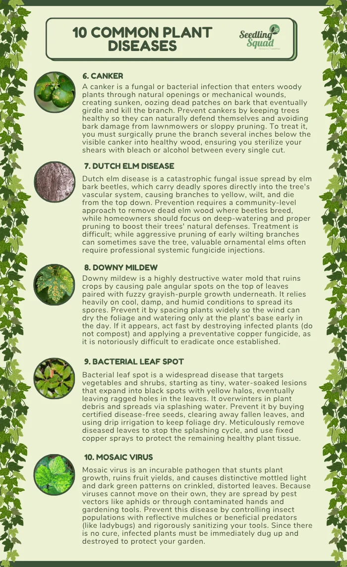 common plant disease infographic
